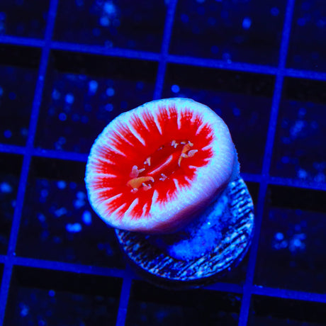 Fathead Dendro Coral