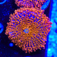 TSA Calypso Yuma Coral