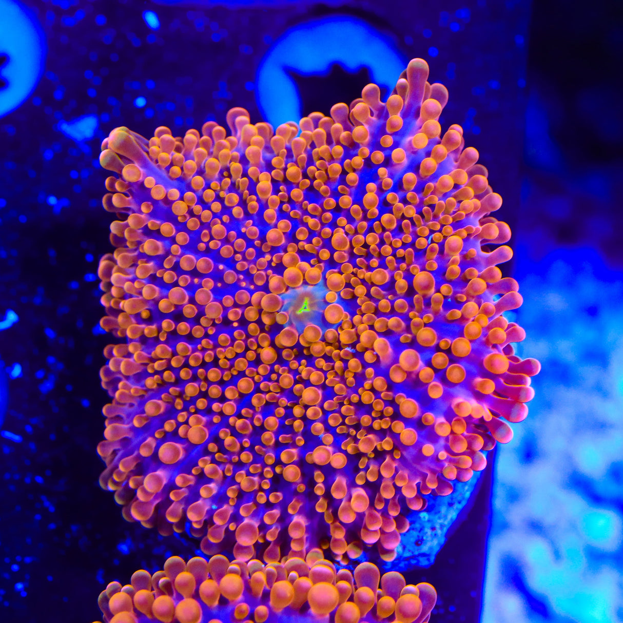 TSA Calypso Yuma Coral