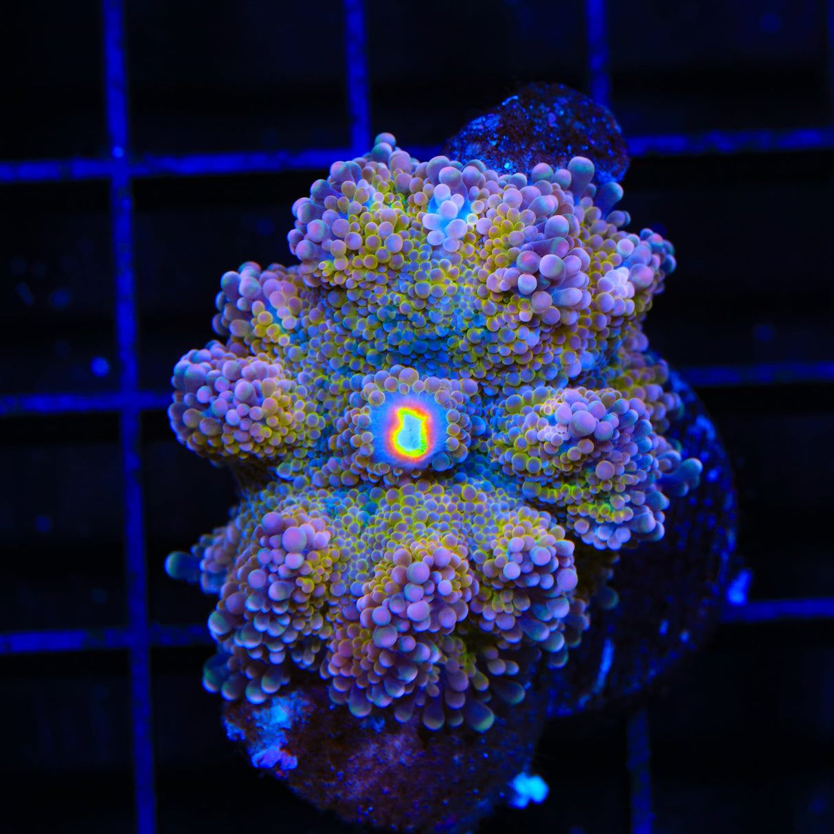 Rainbow Yuma Coral