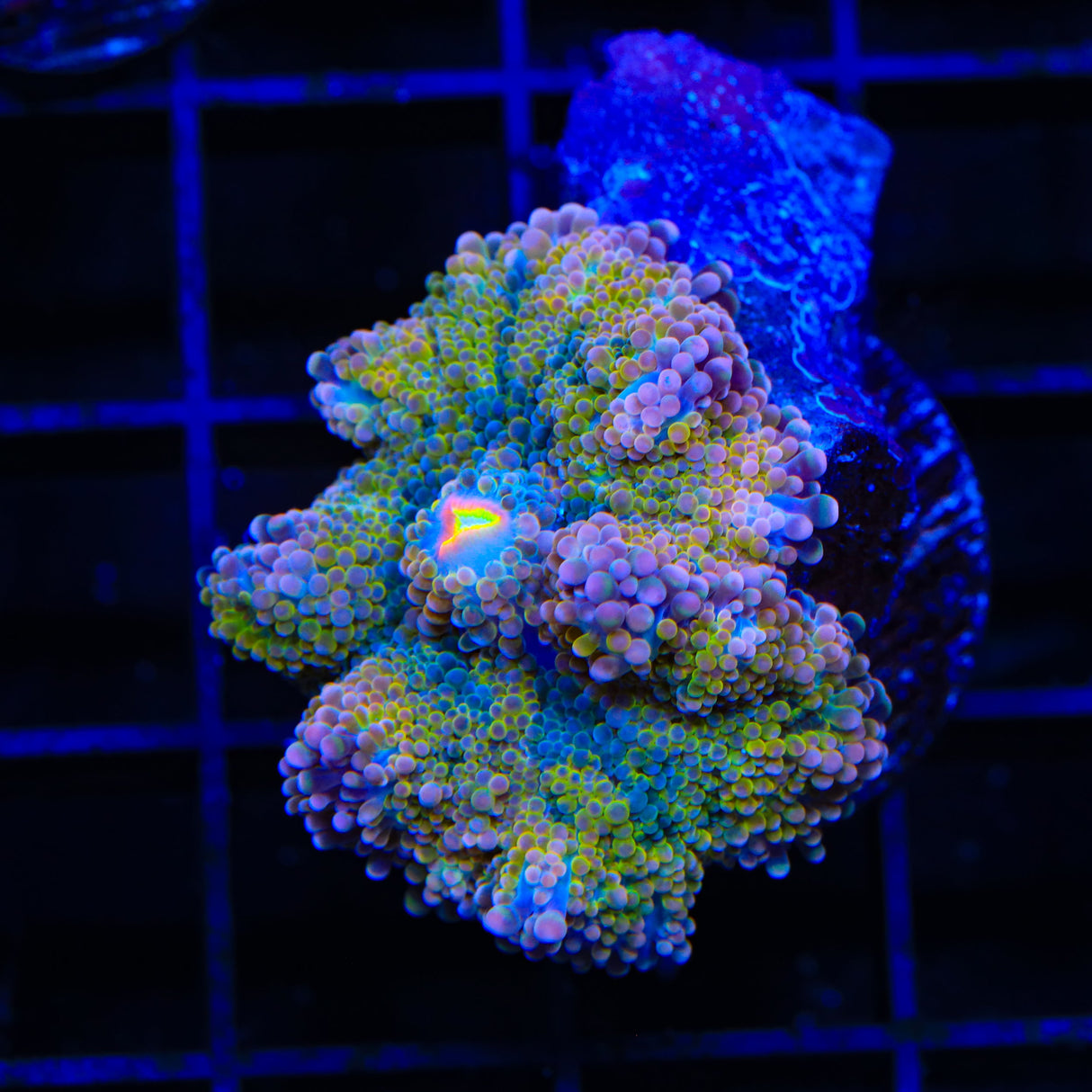 Rainbow Yuma Coral