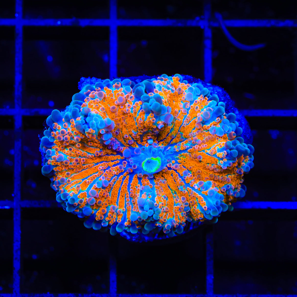 Rainbow Yuma Coral