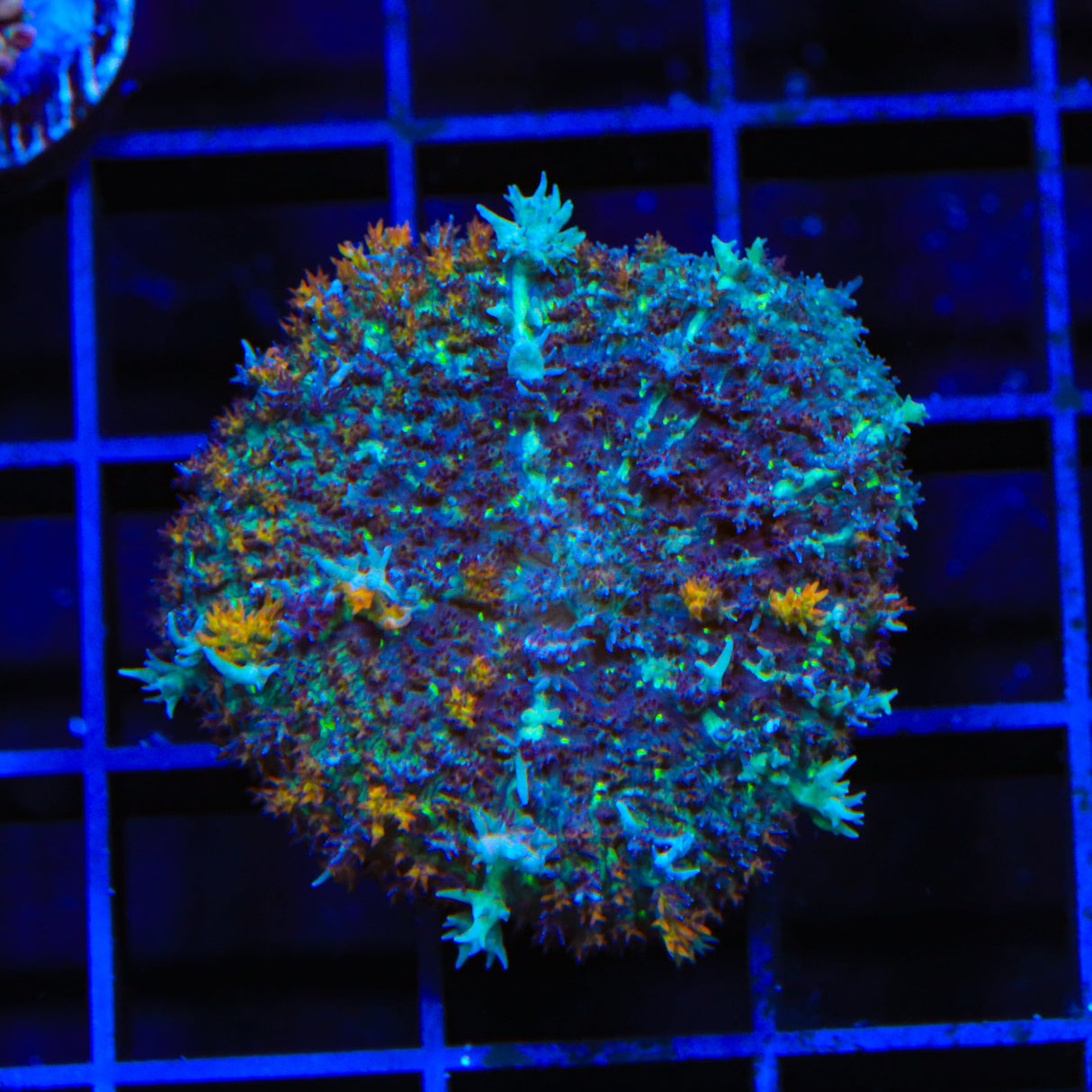 Ultra Persian Rug Mushroom Coral