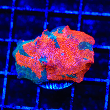 Red Candy Crush Mushroom Coral