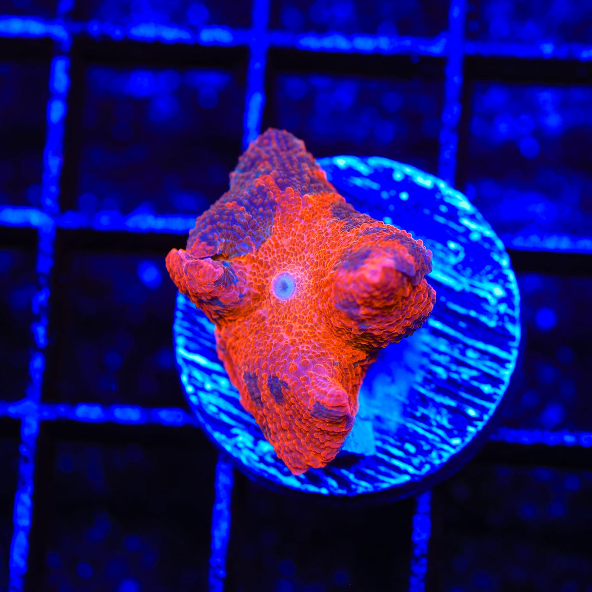 Red Candy Crush Mushroom Coral