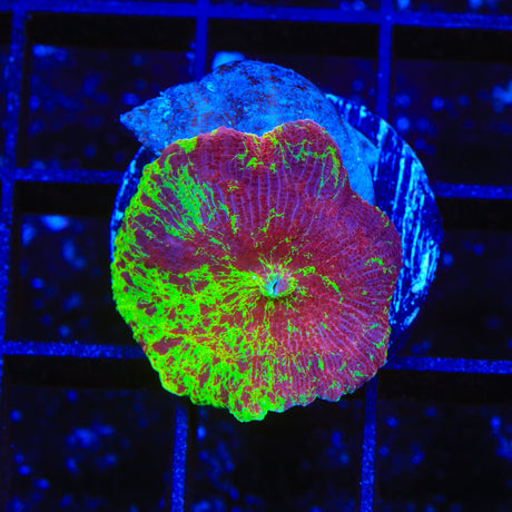 Ultra Eclectus Mushroom Coral