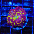 TSA Hyper Drive Mushroom Coral