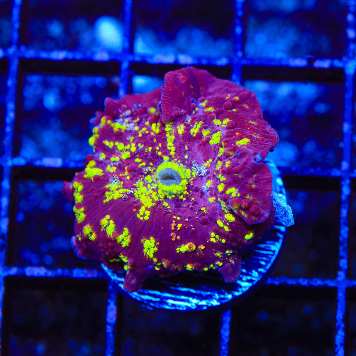 TSA Hyper Drive Mushroom Coral