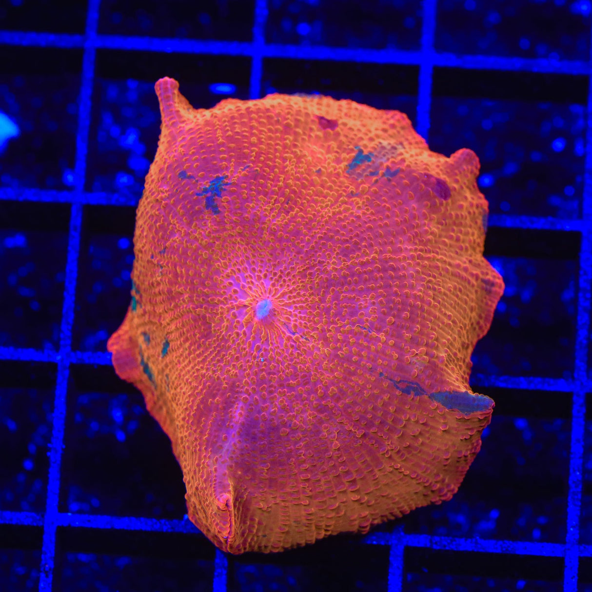 Orange Candy Crush Mushroom Coral