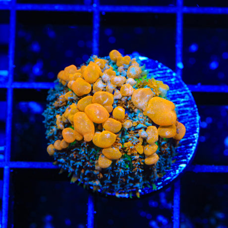 JF Sunkist Bounce Mushroom Coral