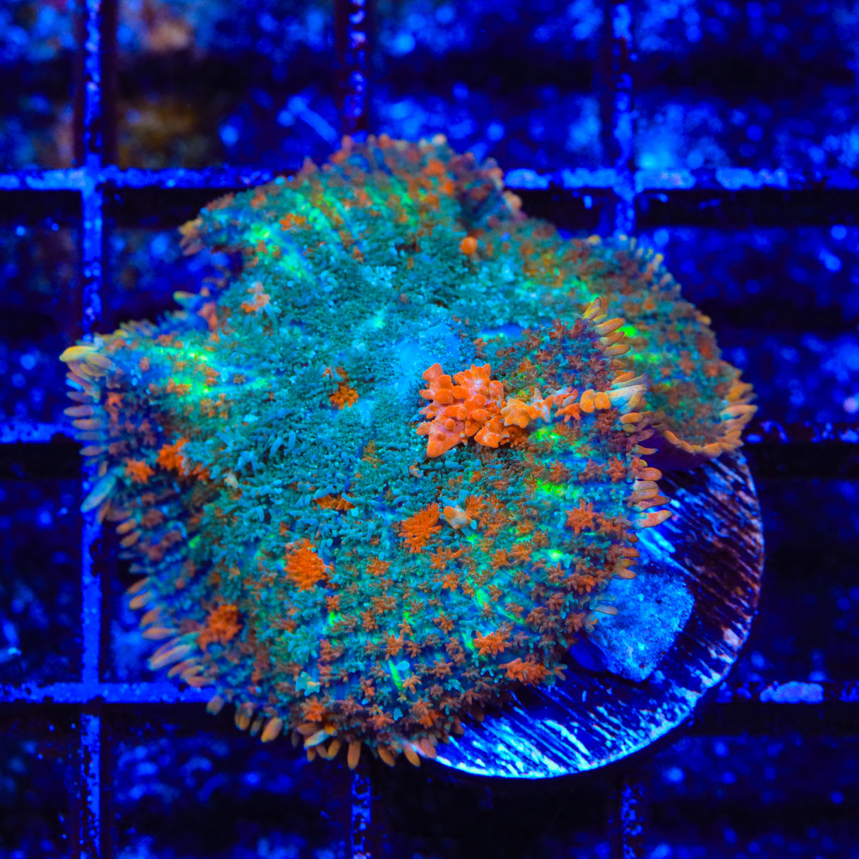 Pumpkin Patch Mushroom Coral