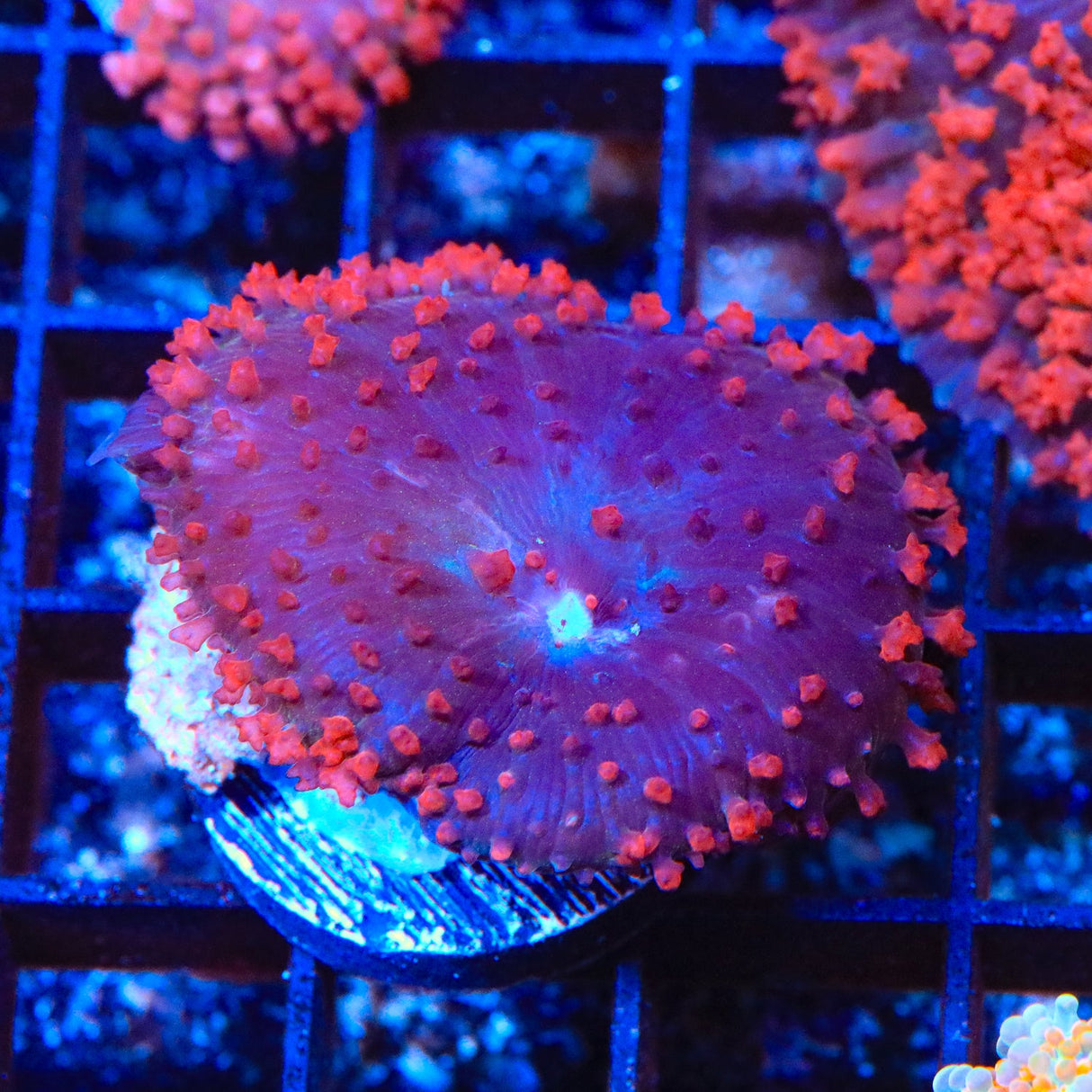 Cherry Saint Thomas Mushroom Coral