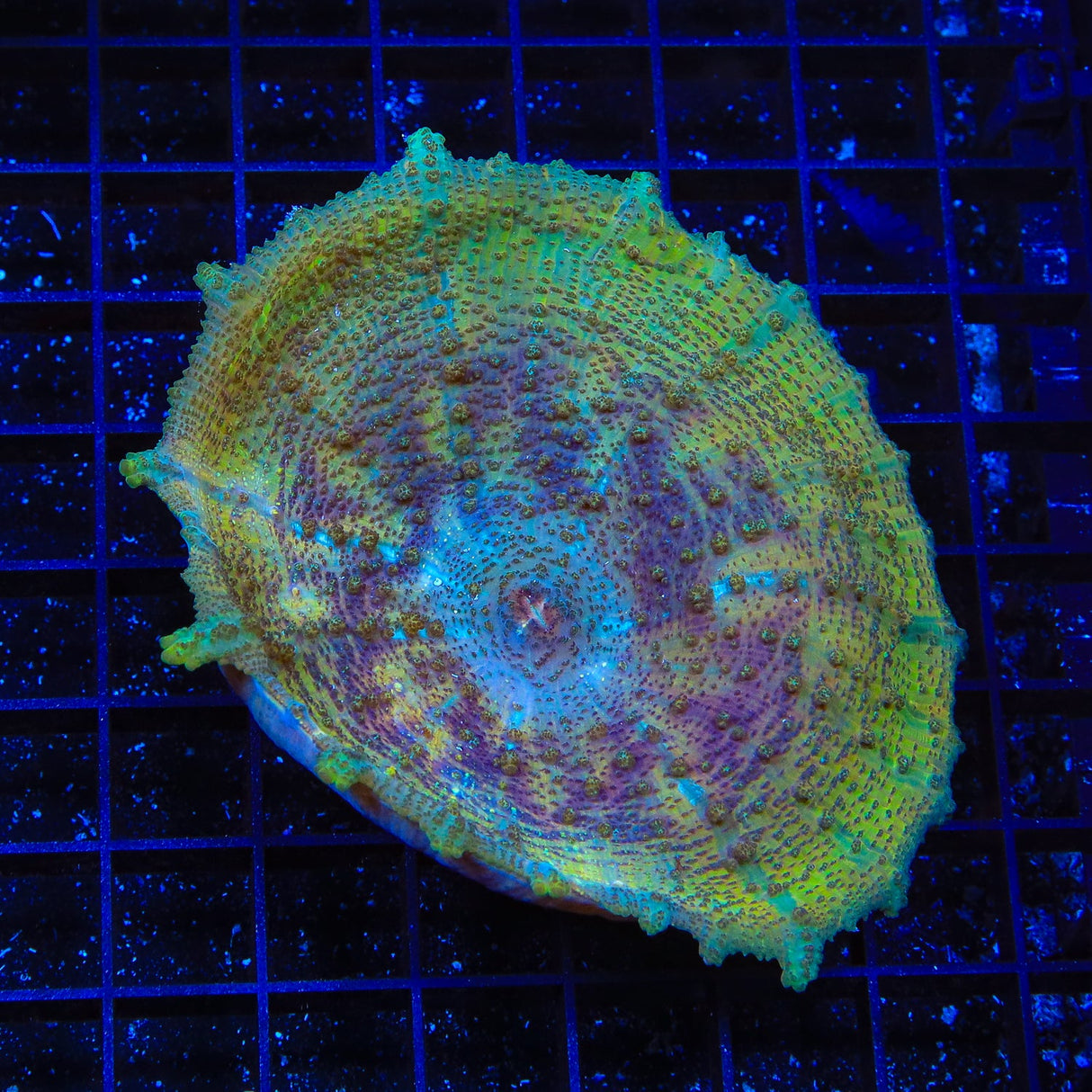 Rainbow XXL Umbrella Mushroom Coral