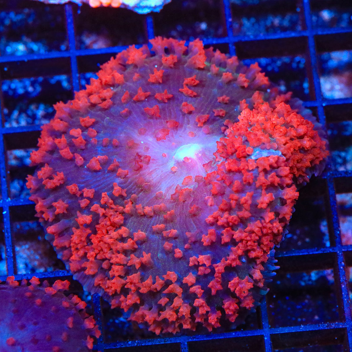 Cherry Saint Thomas Mushroom Coral