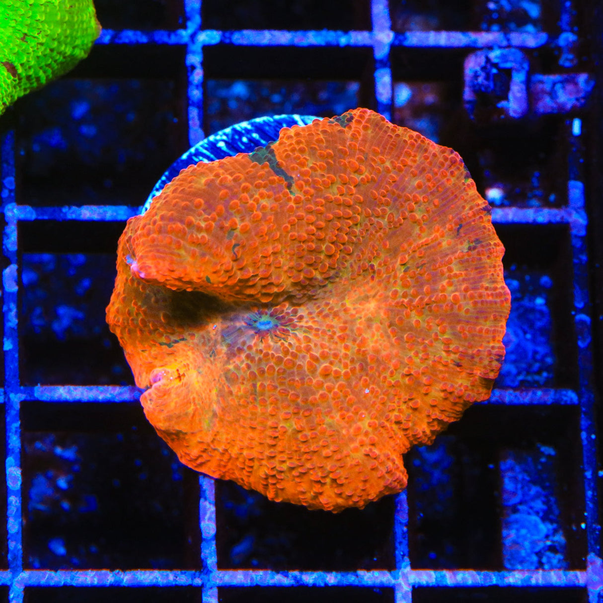 Orange Candy Crush Mushroom Coral