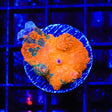 Candy Crush Mushroom Coral