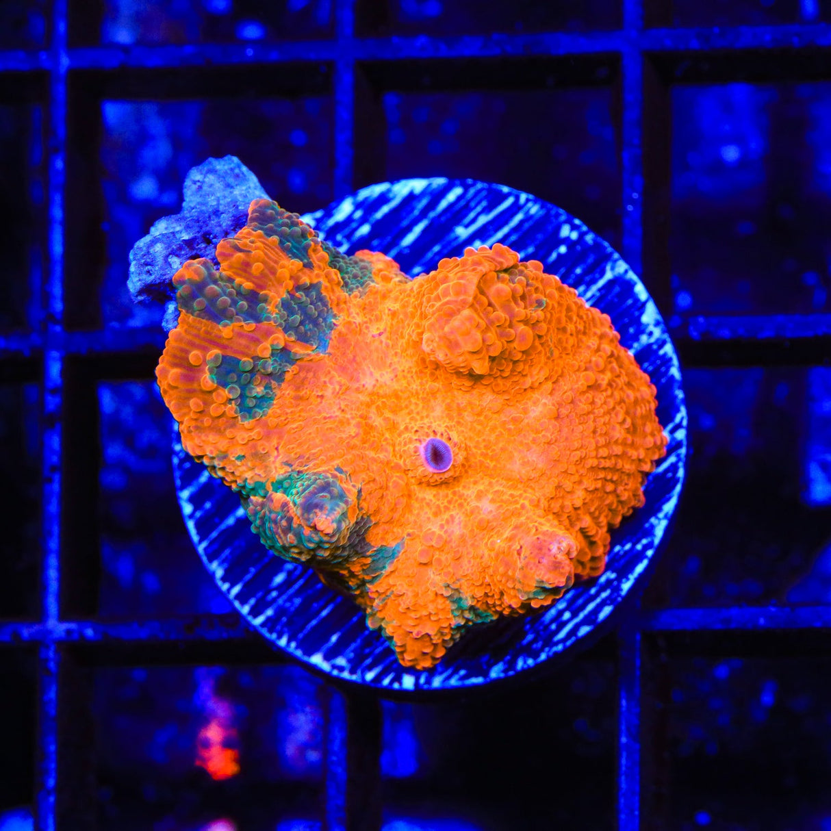 Candy Crush Mushroom Coral