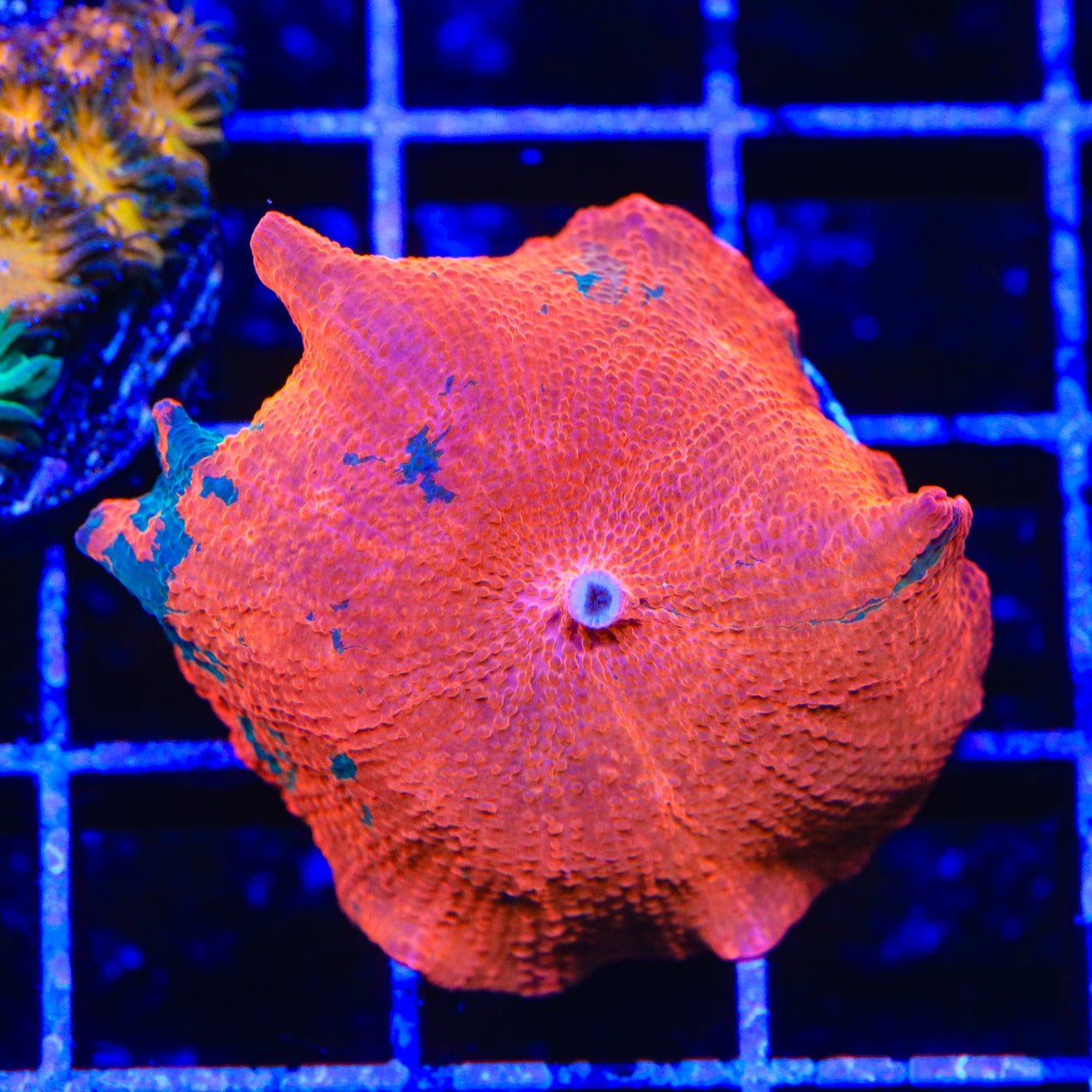 Candy Crush Mushroom Coral