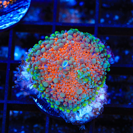 Rainbow Yuma Coral