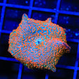 Tangerine Crush Mushroom Coral