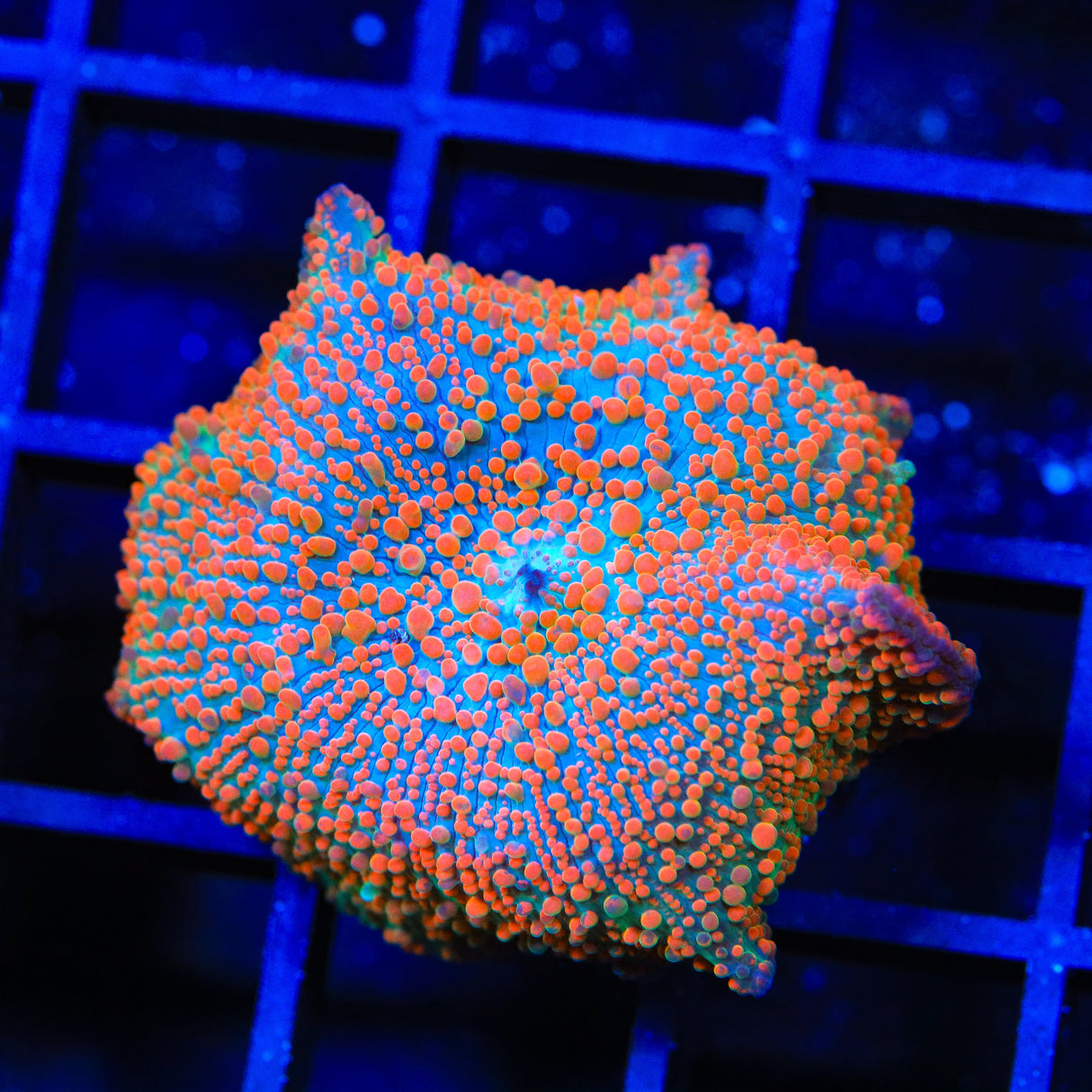 Tangerine Crush Mushroom Coral