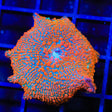 Tangerine Crush Mushroom Coral