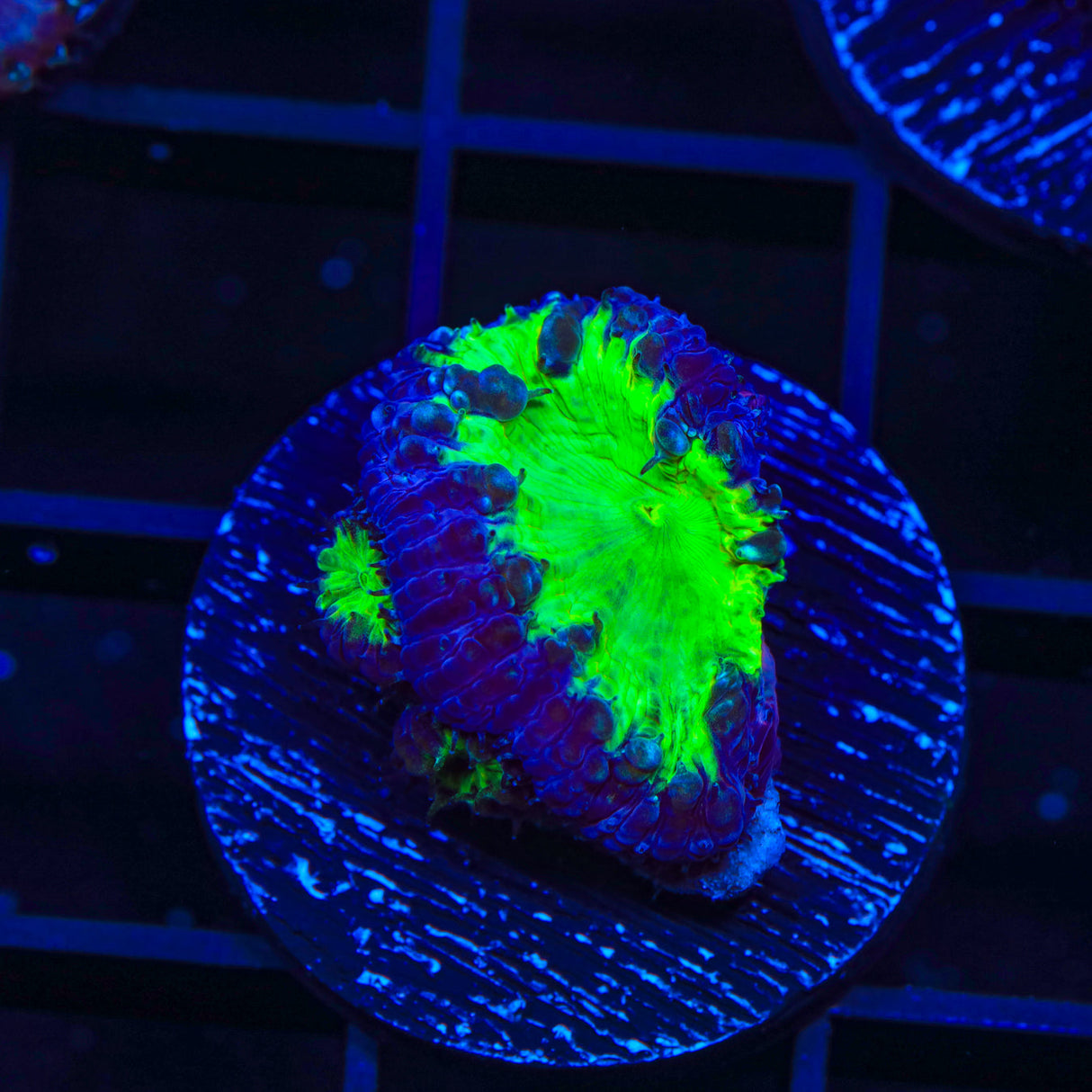 Ultra Blastomussa Coral