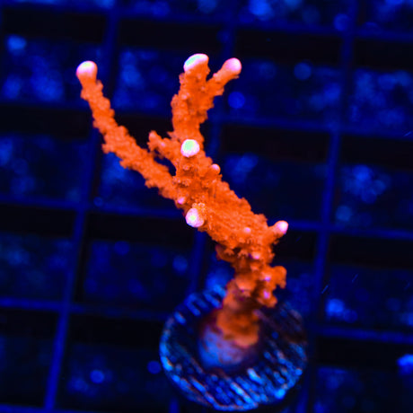 ACI Manila Spy Montipora Coral