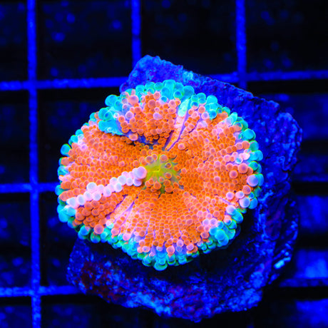 Rainbow Yuma Coral