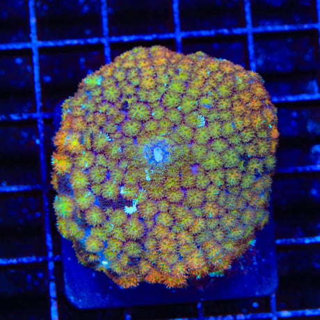 Golden Stars Mushroom Coral