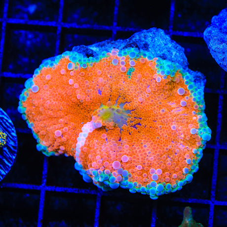 Rainbow Yuma Coral