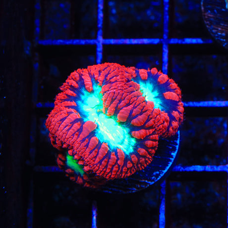 Cherrymelon Blastomussa Coral