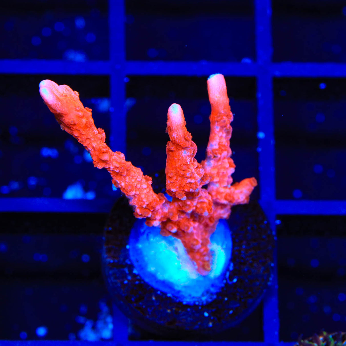 ACI Manila Spy Montipora Coral