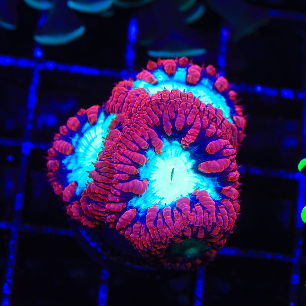 Cherrymelon Blastomussa Coral