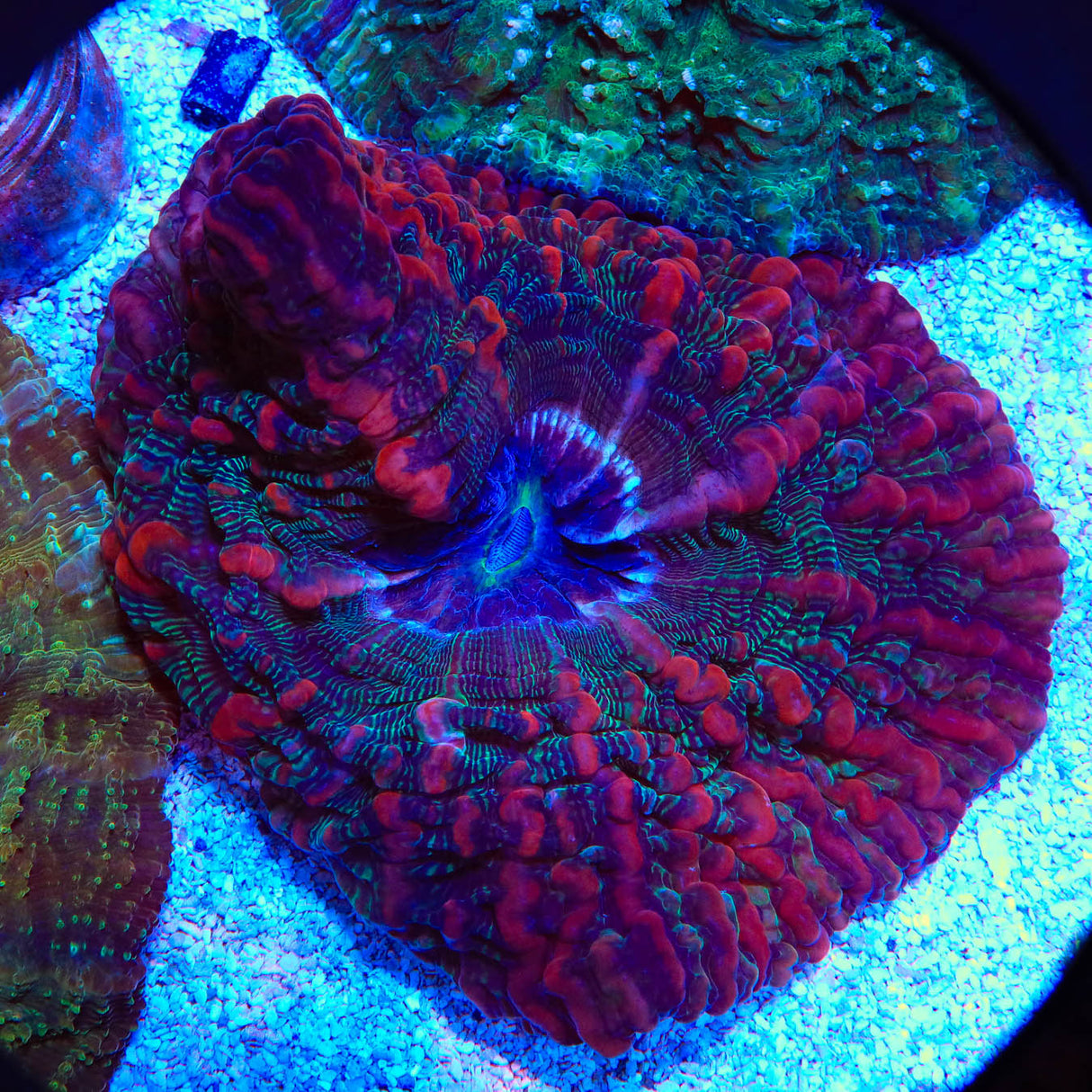 Rainbow Indophyllia  Coral - Top Shelf Aquatics