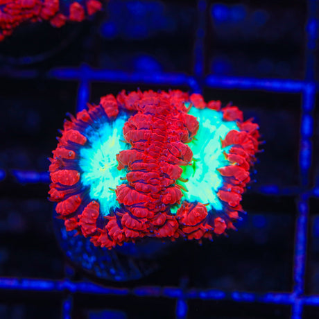 Cherrymelon Blastomussa Coral