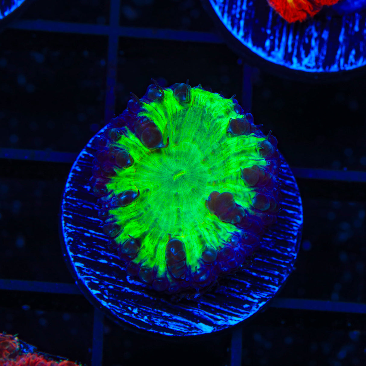 Ultra Blastomussa Coral