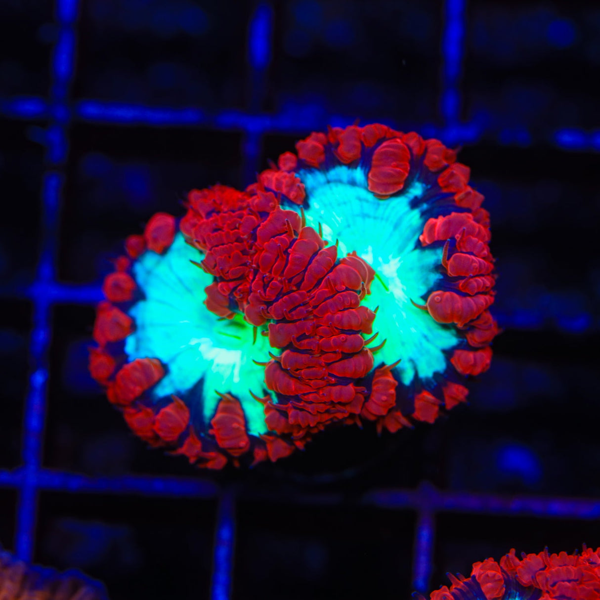 Cherrymelon Blastomussa Coral