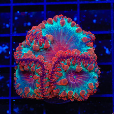 Strawberry Shake Blastomussa Coral