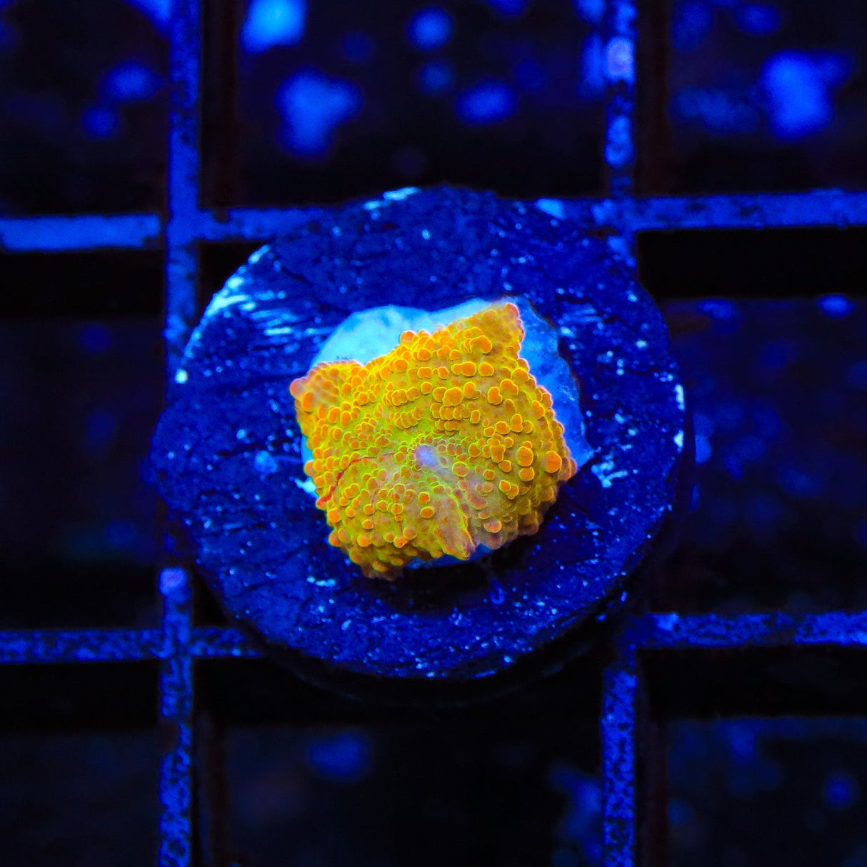 Jawbreaker Mushroom Coral - Small