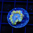 Rainbow Yuma Coral