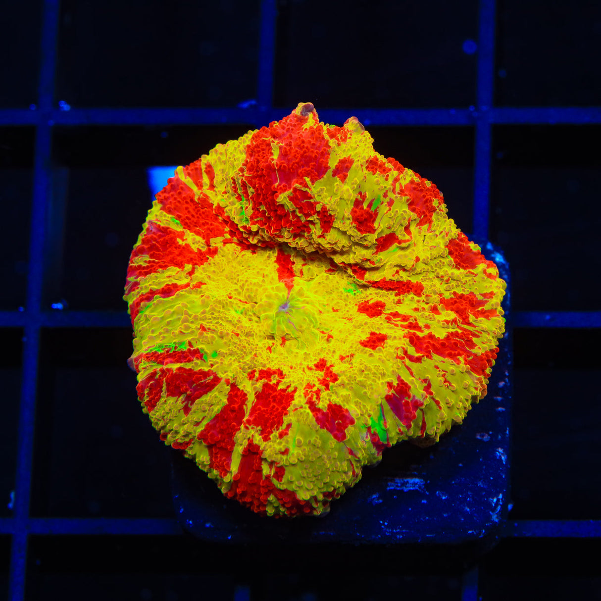 Jawbreaker Mushroom Coral