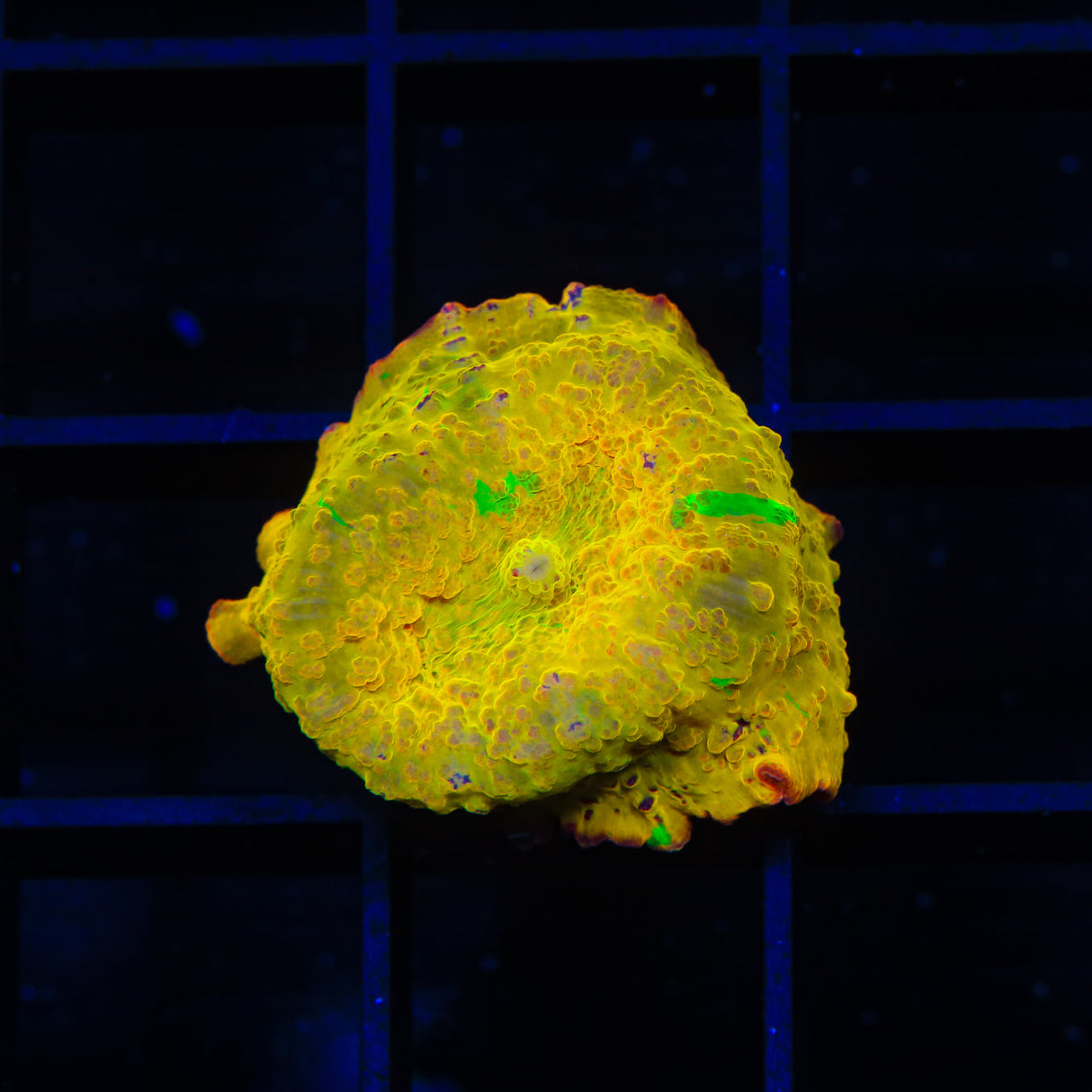 Jawbreaker Mushroom Coral