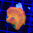 Candy Crush Mushroom Coral