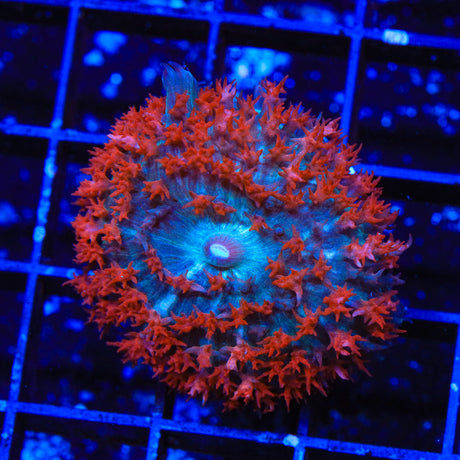 Ultra Saint Thomas Mushroom Coral