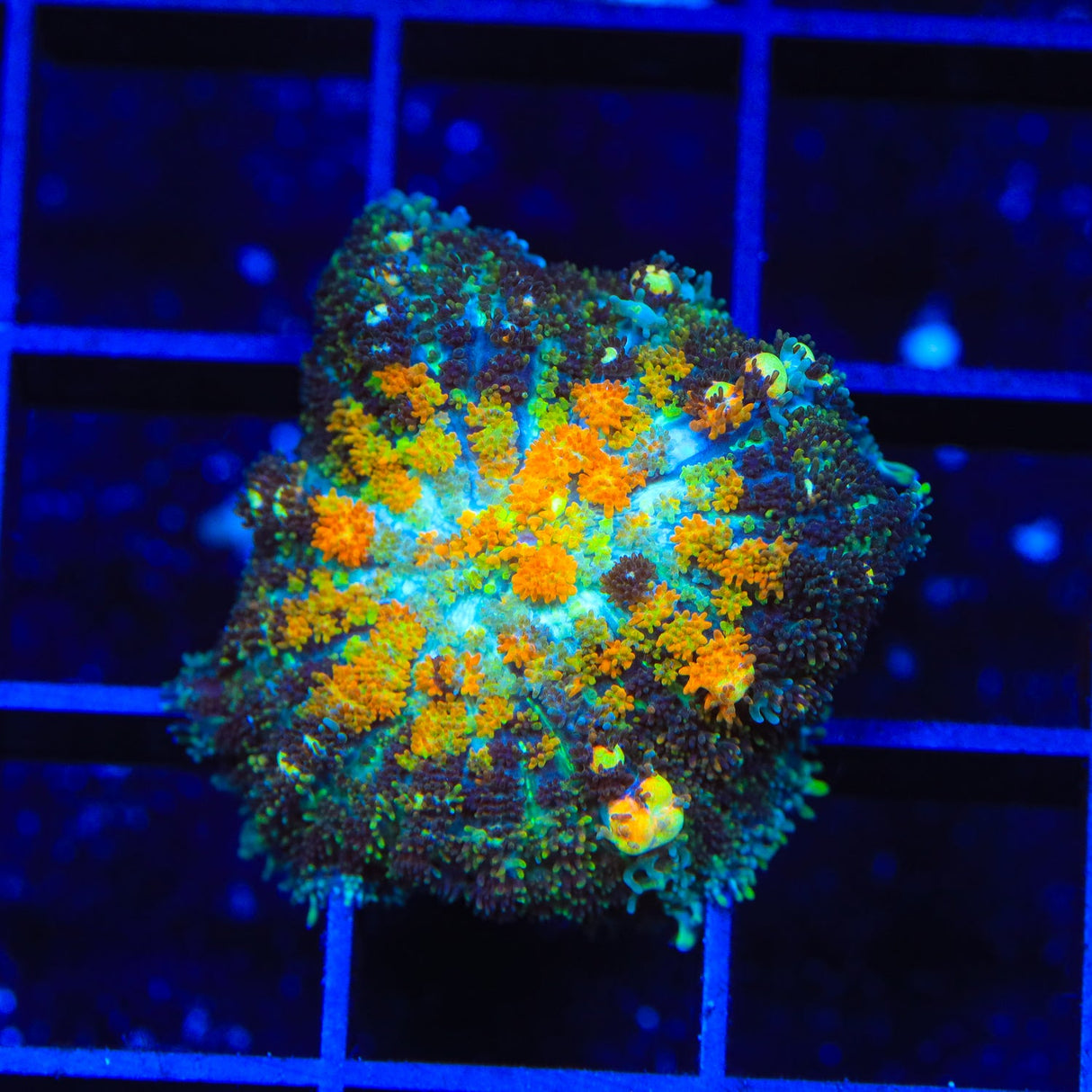 Powerball Bounce Mushroom Coral