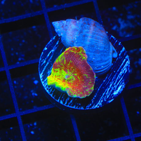 Ultra Eclectus Mushroom Coral