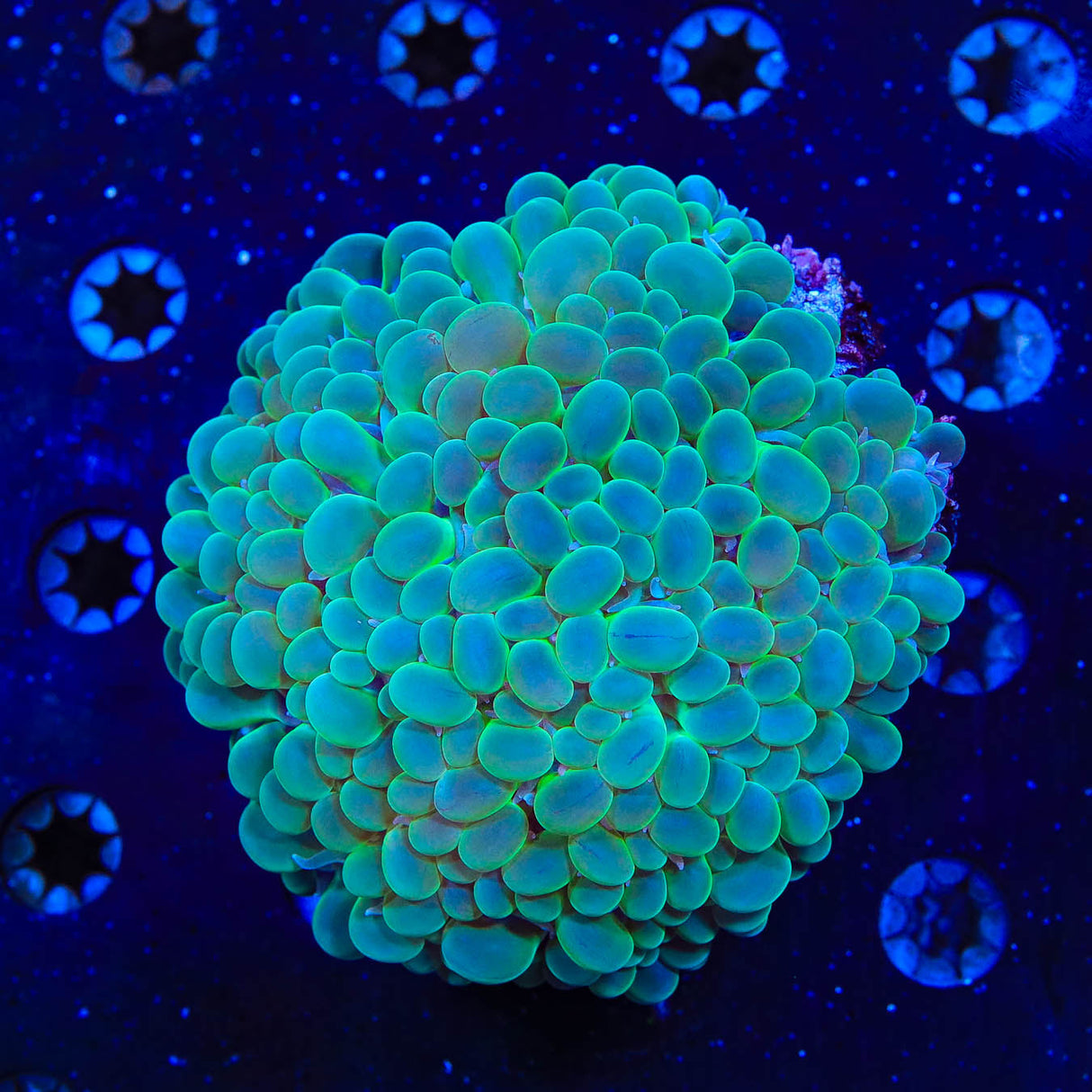 ORA Pearl Bubble Coral - Top Shelf Aquatics