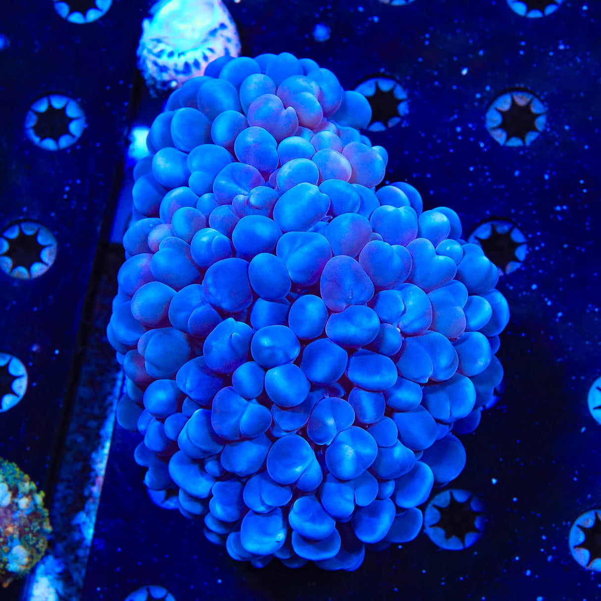 ORA Pearl Bubble Coral - Top Shelf Aquatics