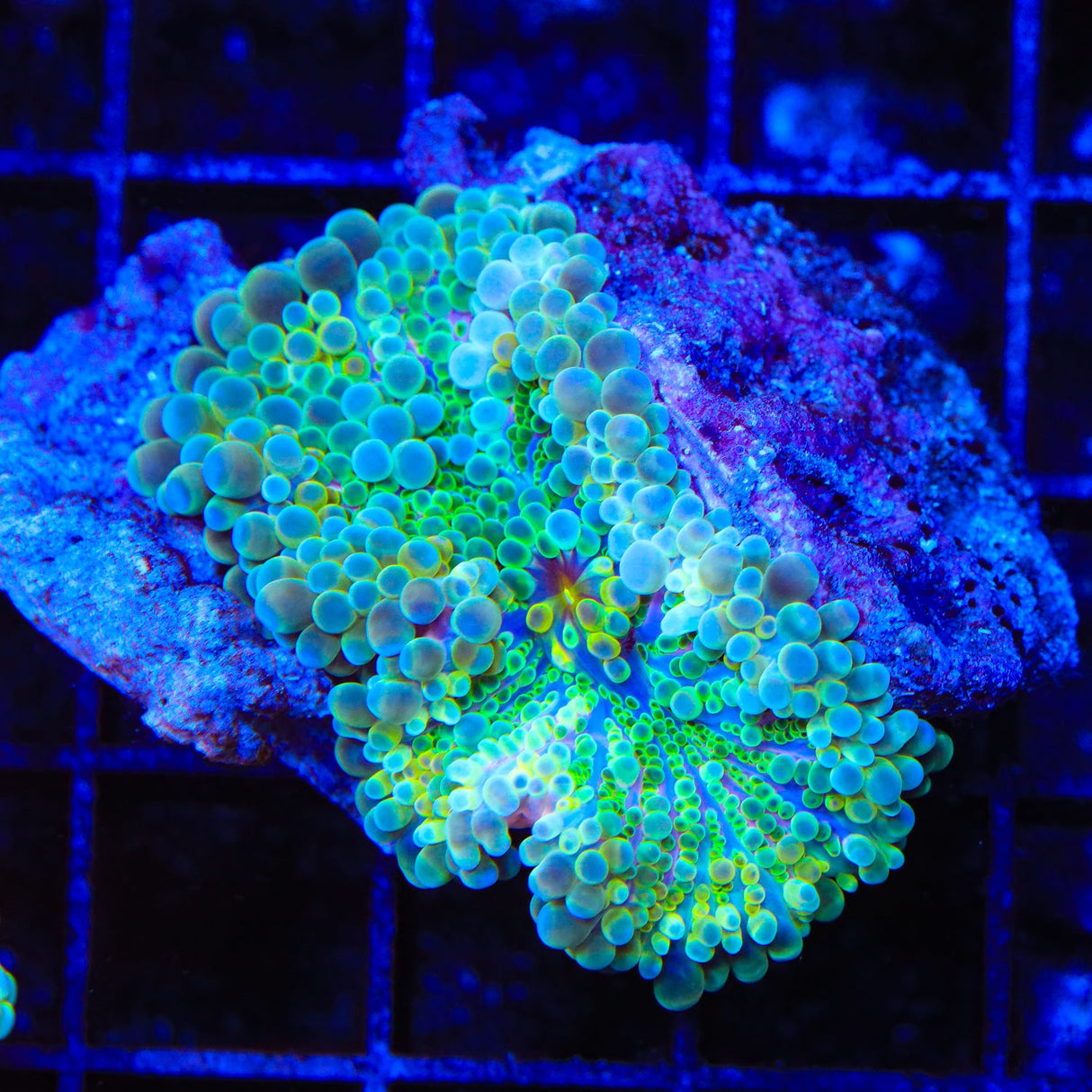 Rainbow Yuma Coral